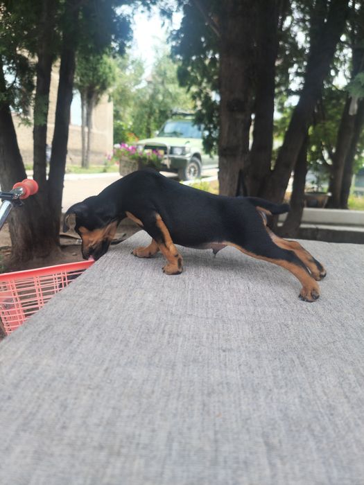 Немецкий Ягтерьер