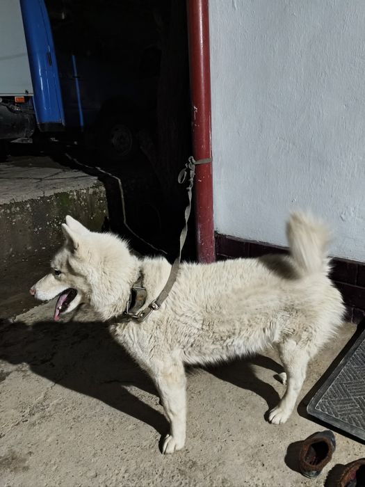 Хаски хаски хаски