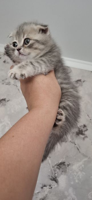 Скоттиш фолд и скоттиш страйт котята