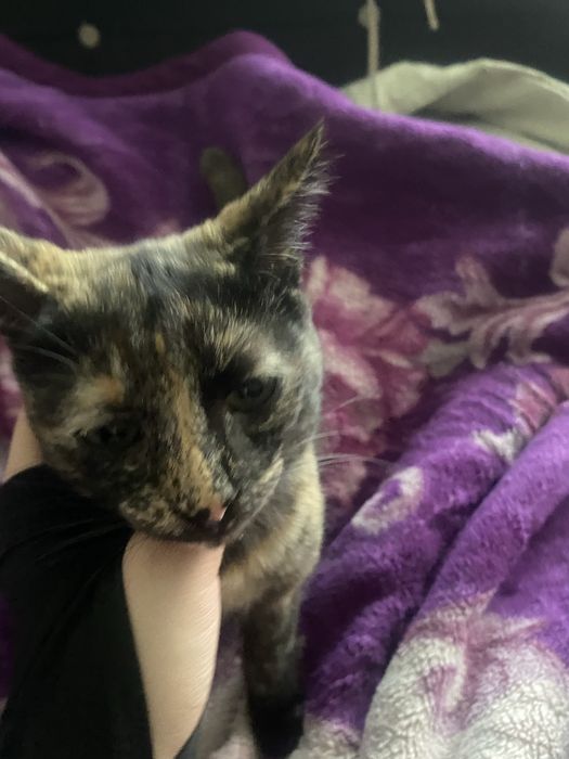 кошечка ищет дом