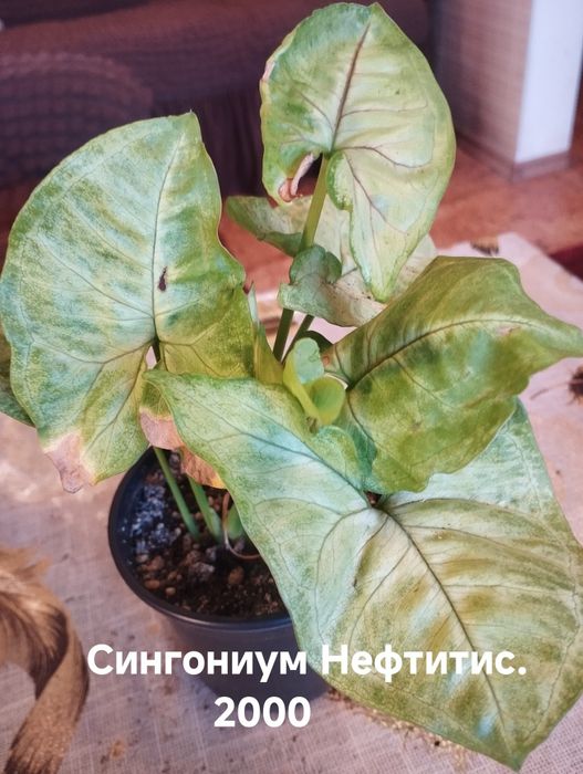 Продам комнатные растения