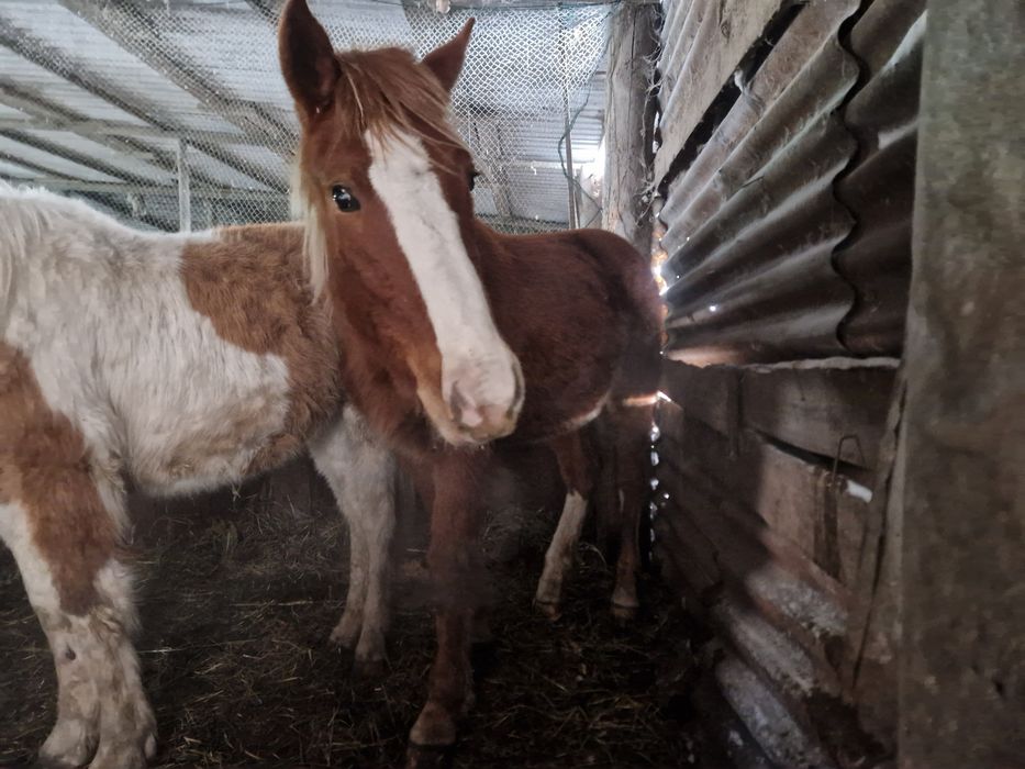 Жеребец от тяжа ,