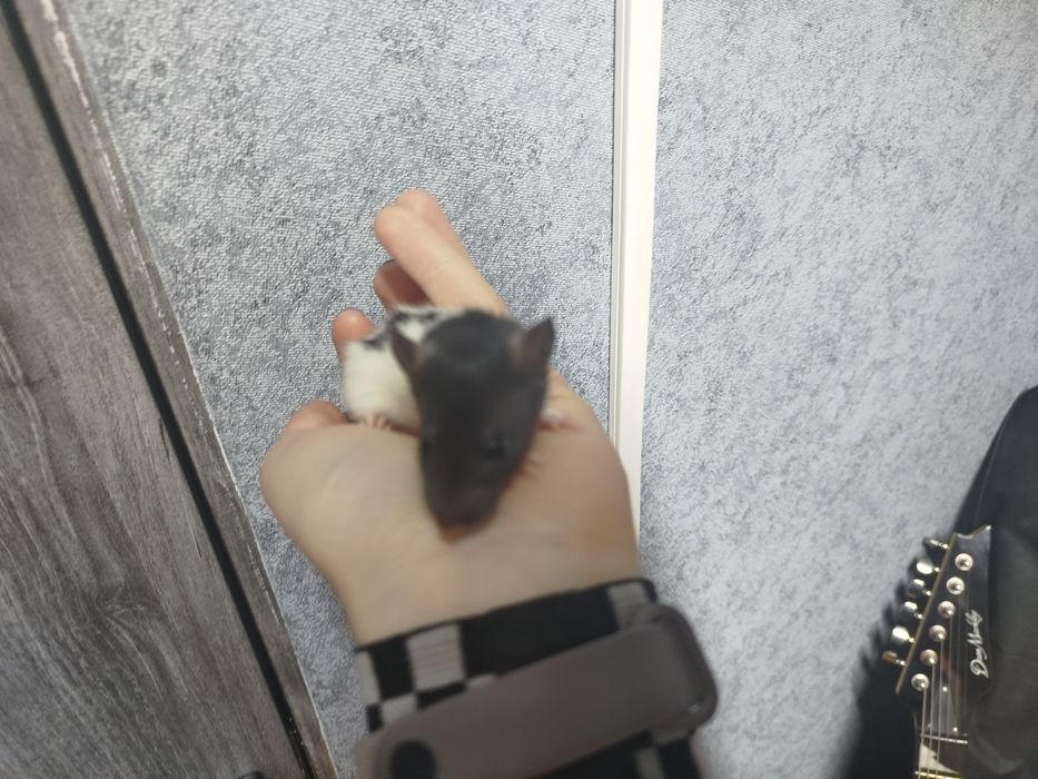 Уже большие крыски, 3 недели