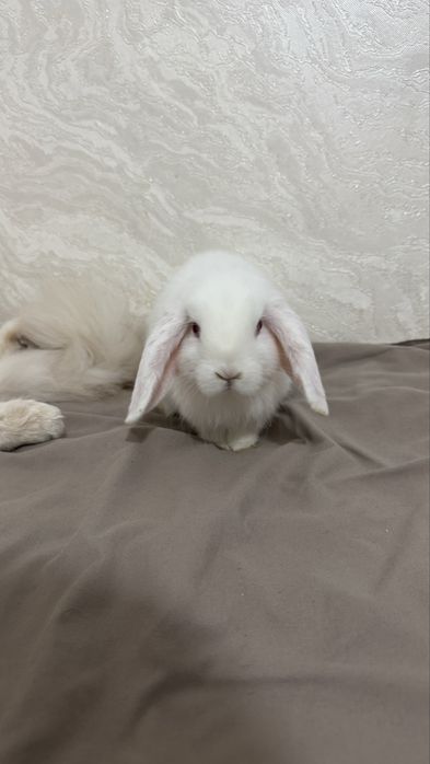 кролики Холланд лоп