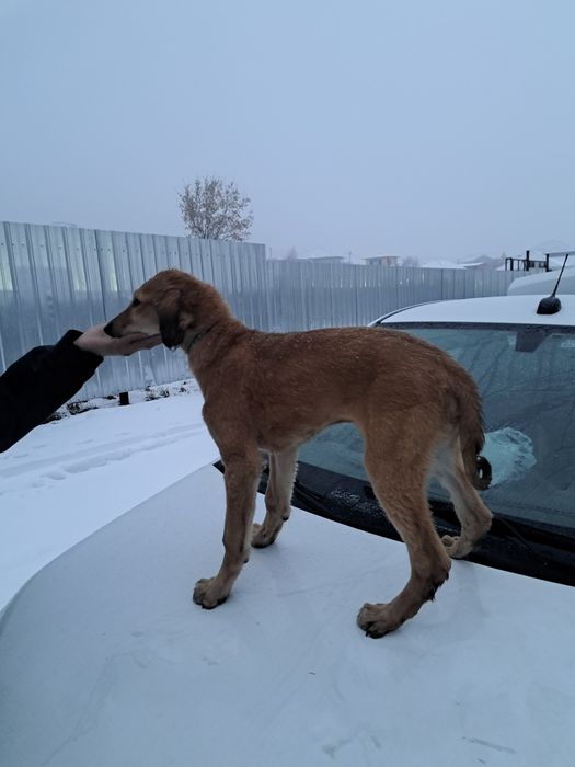 Тазы күшік сатылады еркек