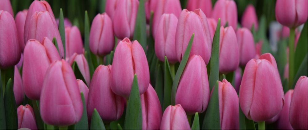 Тюльпан оптом и розницу