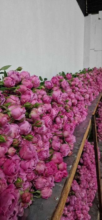 Optom gullar – Misty Bubbles