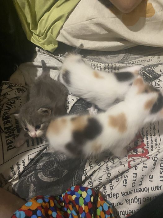 Котята от сиамской кошки 2 мальчика 2 девочьки