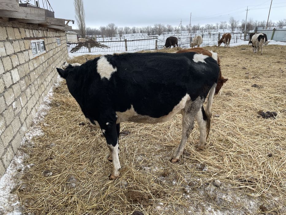 Голштиин сиыр сатылда 3 толдеп тур