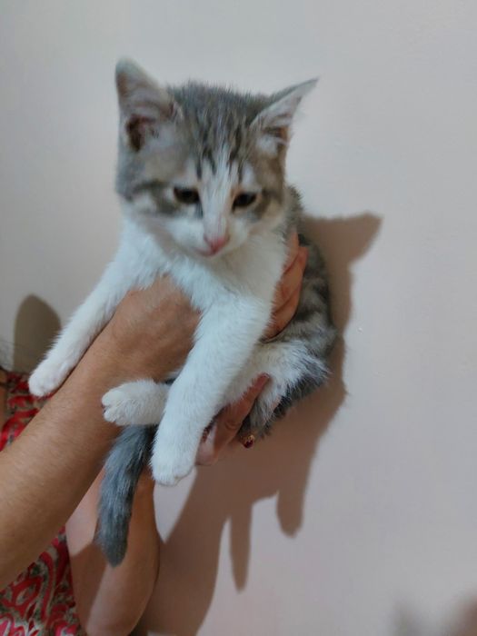 Yaxshi qollarga mushukcha