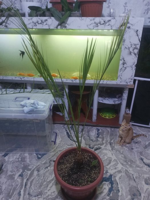 Продам финикавое дерево