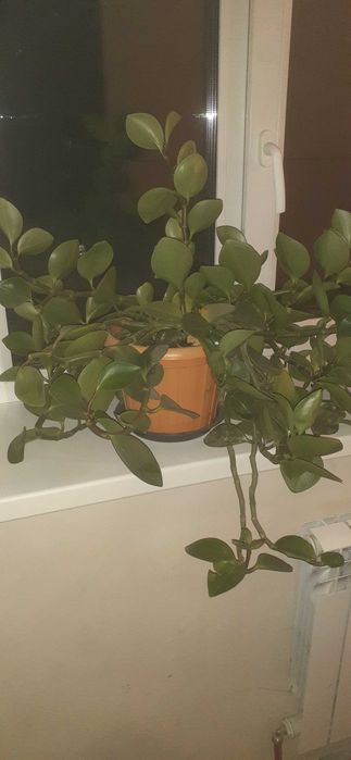 продам комнатное растение