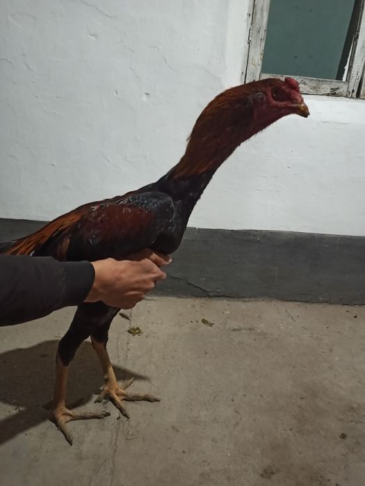 20-aprelda chiqqan joʻjalar sotiladi hali qichqirmagan