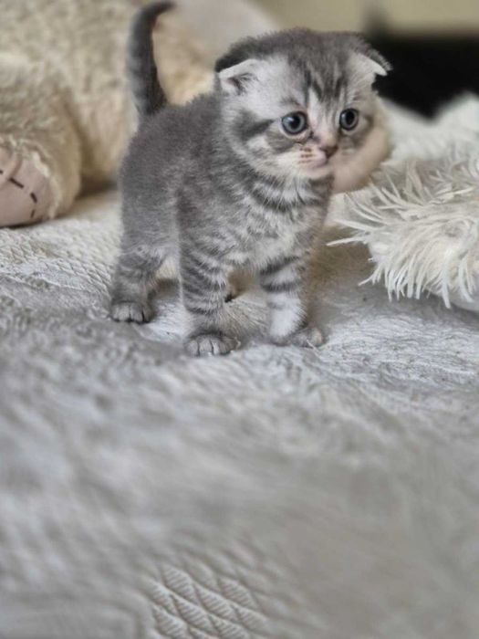 Британски късокосмести котета