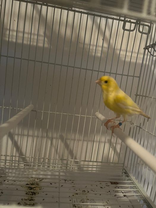 Canari orpheus ideali