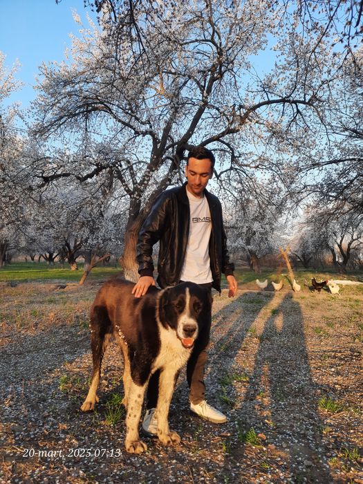 Alabay boʻribosar алабай