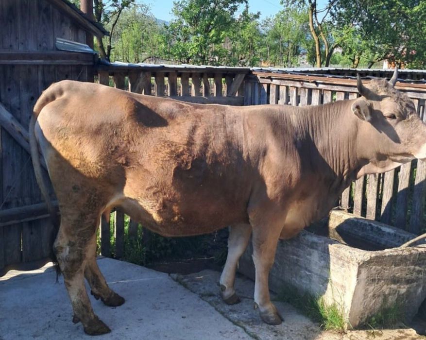 Vaca de vânzare