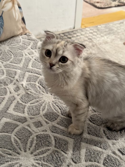 Шотналдская кошка