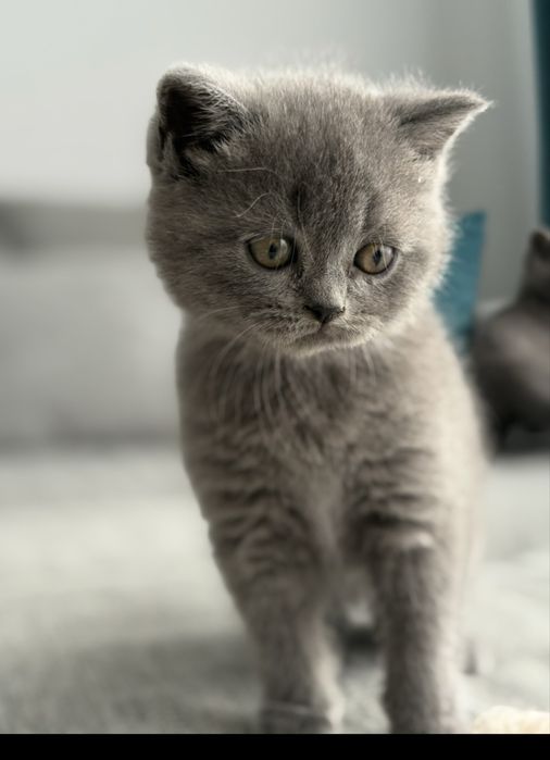 Baiețel British Shorthair