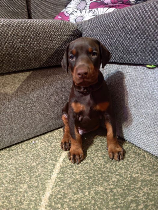 Шенки доберман с родословной