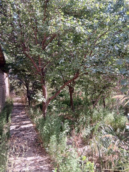 Urtasaroy hovli uchastka 10 sotix