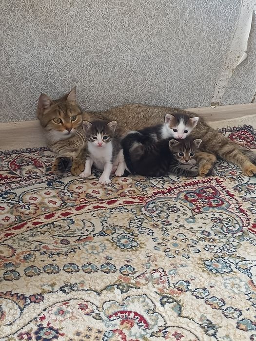 Отдам даром. В добрые руки