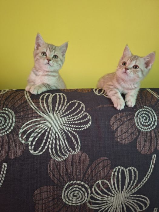 Котята шотландские