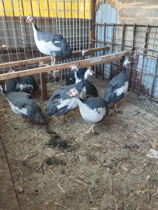 Продам цесарок от 7 месяцев