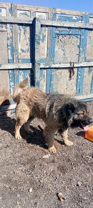 Кавказский авчерка