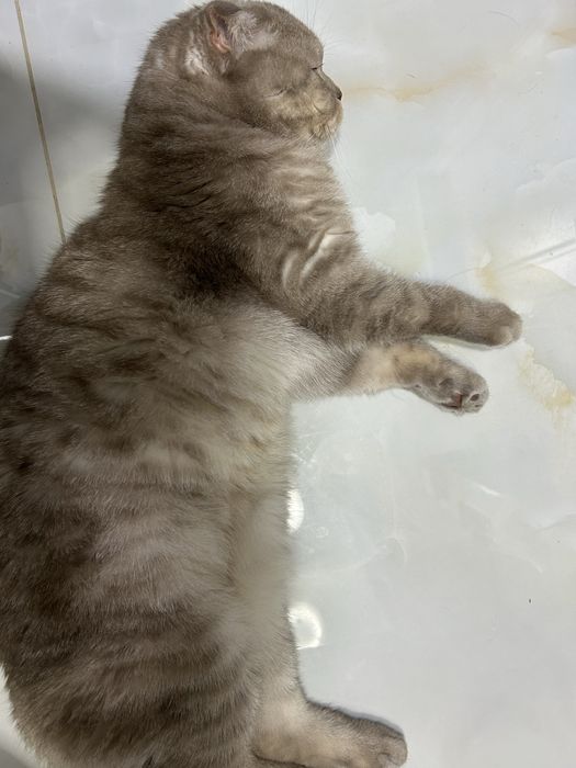 Кот ( вислоухий шотландец)