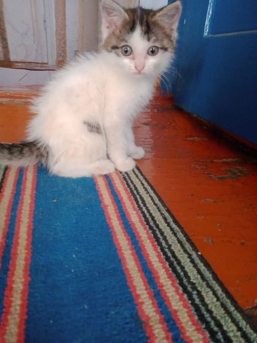 Отдам котика и кошечек 2 мес