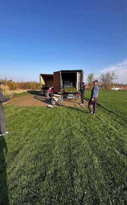 Газон рулонный жонсин виши сорт