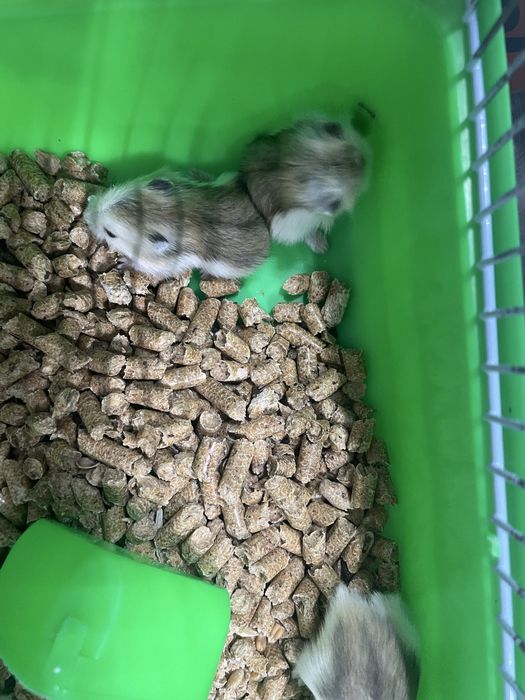 Продам хомячков джунгариков