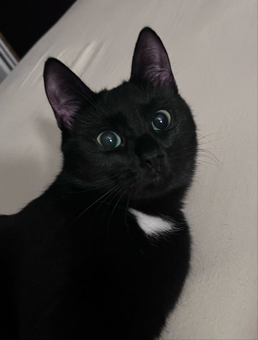 Отдам кошечку в добрые руки