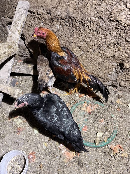 Продам даканов петуха и курей