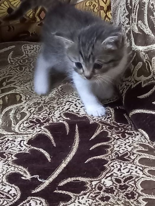 Отдам котят в хорошие руки