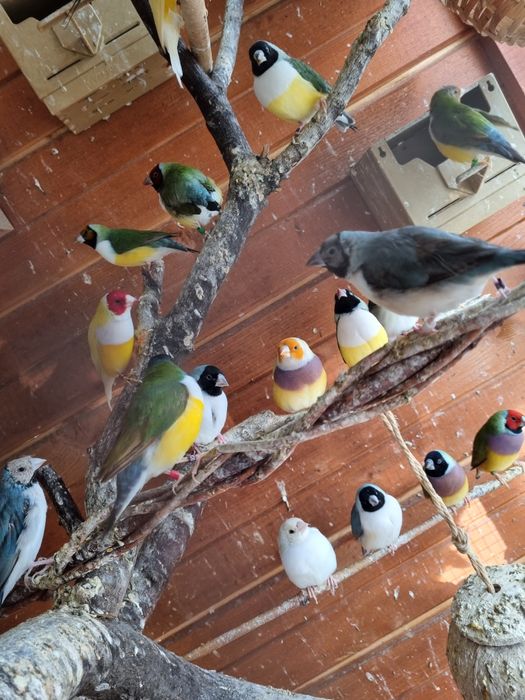 Pasari Gould Amandine