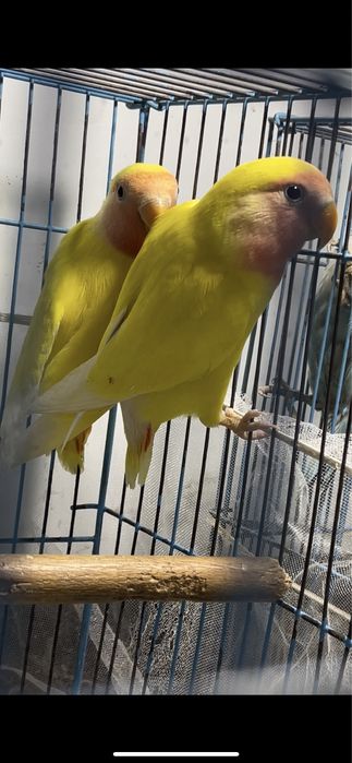 Попугаи Неразлучники желтые пара