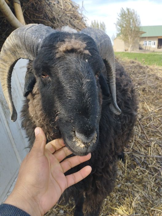 Мернос зотдор кучкор йош ва пародни бокилайотган гуножин сотилади.нарх