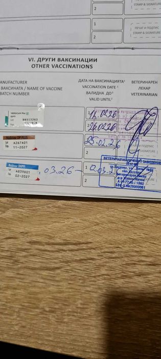 Пинчер женски роден 29.12 има паспорт и 3 ваксини