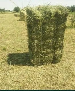 Прес беда 30000 даладан