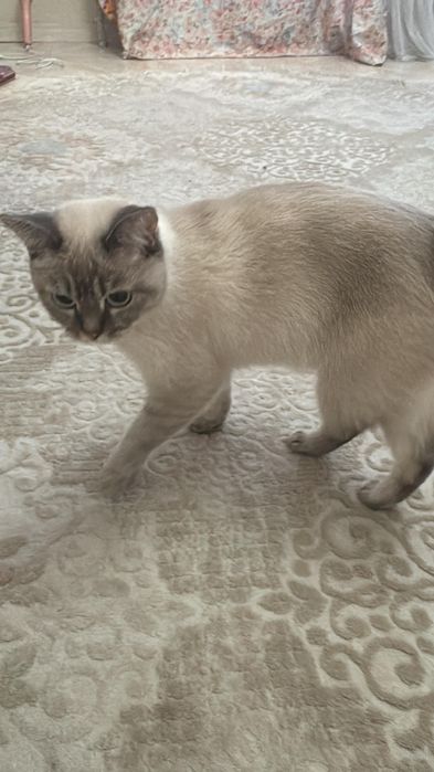 Бесплатно кот чистоплотный