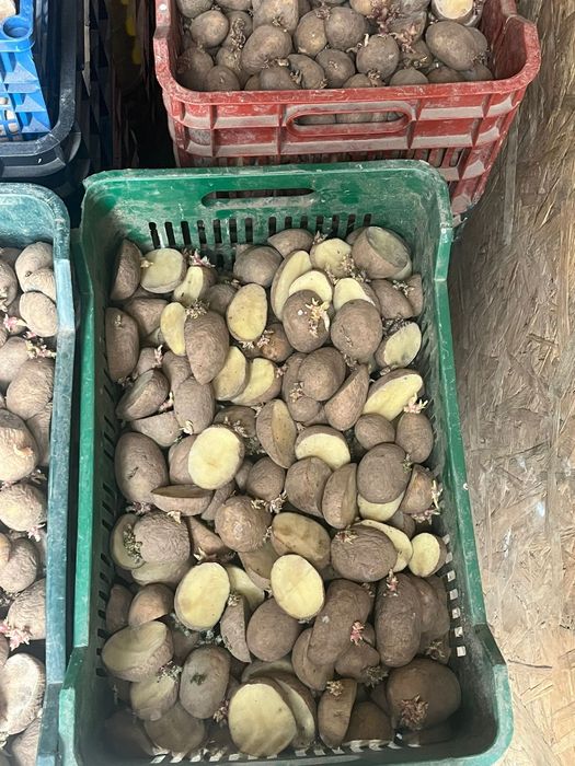 Cartofi de sămânță Arizona