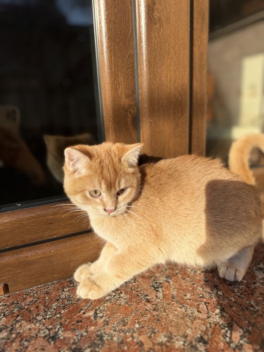 Продается котик шотландский скоттиш страйт