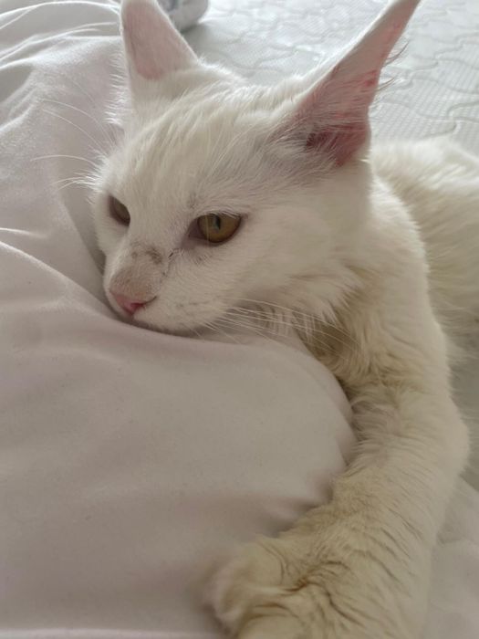 Мейн-кун  кошка белый цвет