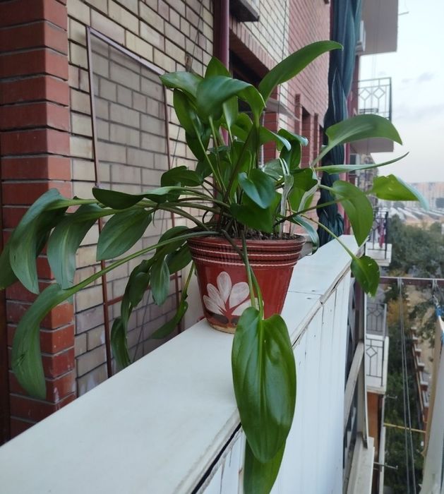 Дримиопсис и алоэ многолетний