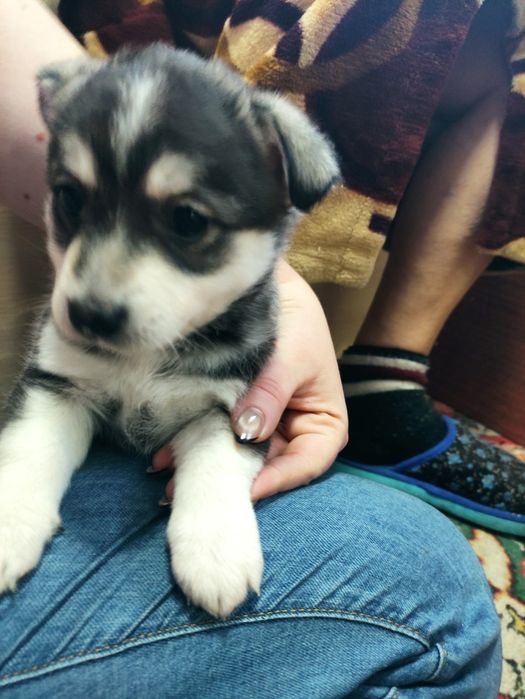 Щенки в добрые руки