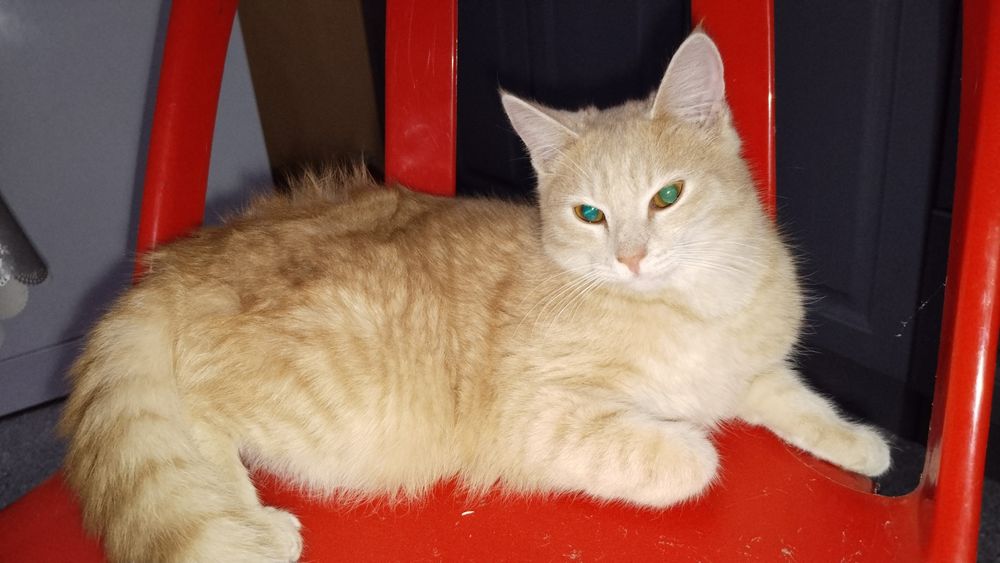 Отдам Кота в добрые руки