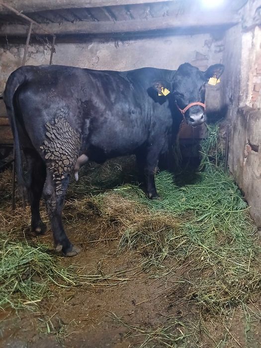Vaca si vitea din rasa Angus