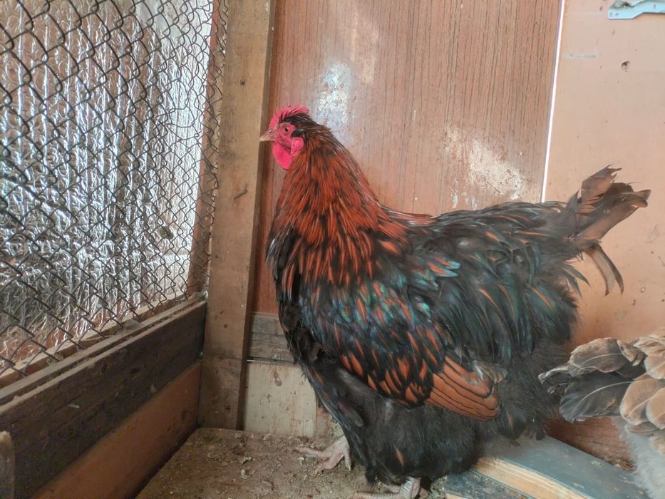Продается Оркпинток петух